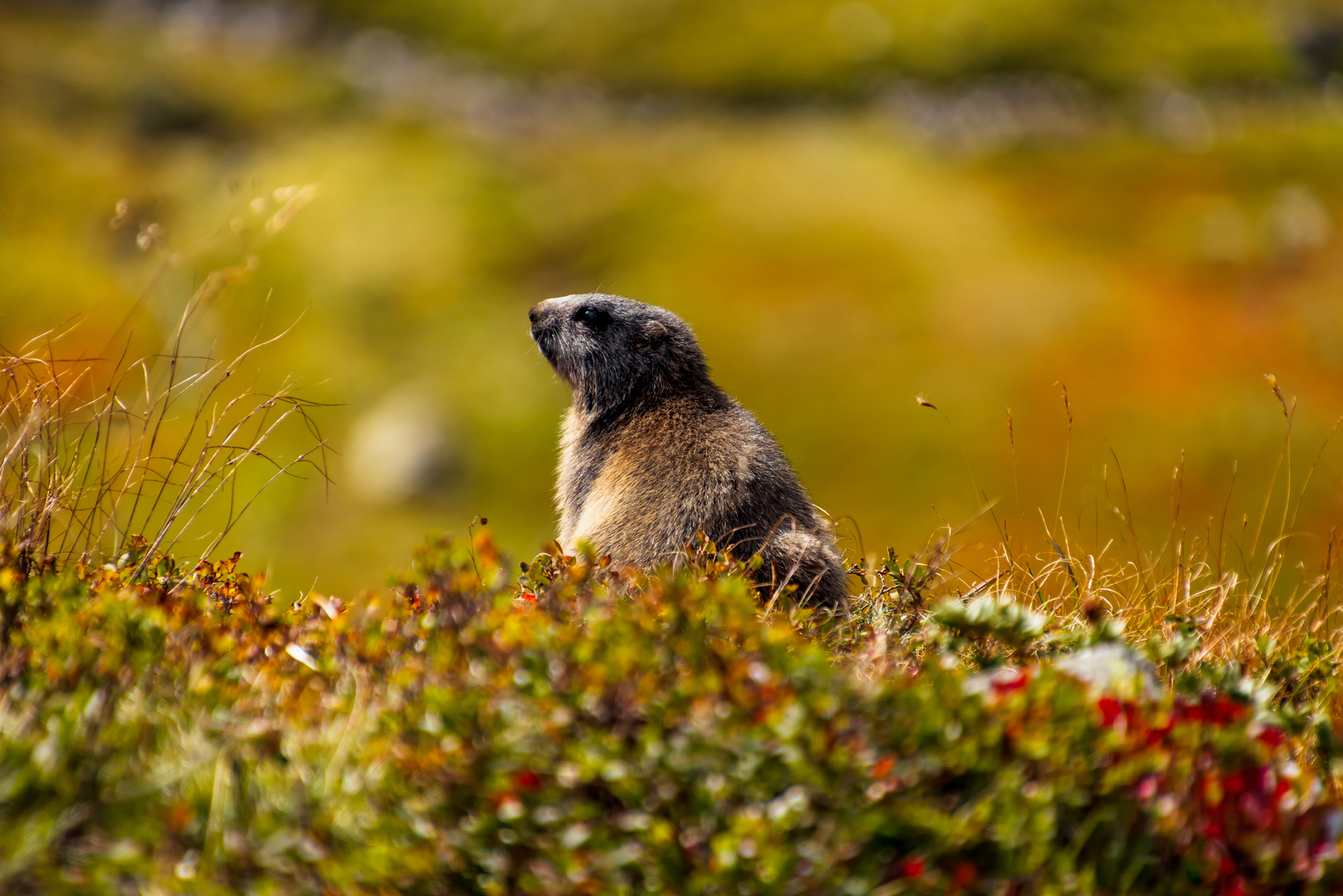 Alpine Marmot