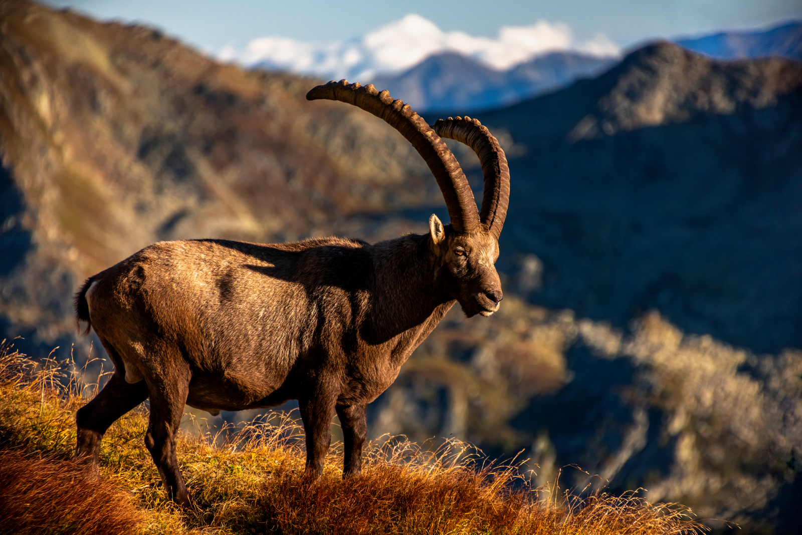 Alpine Ibex
