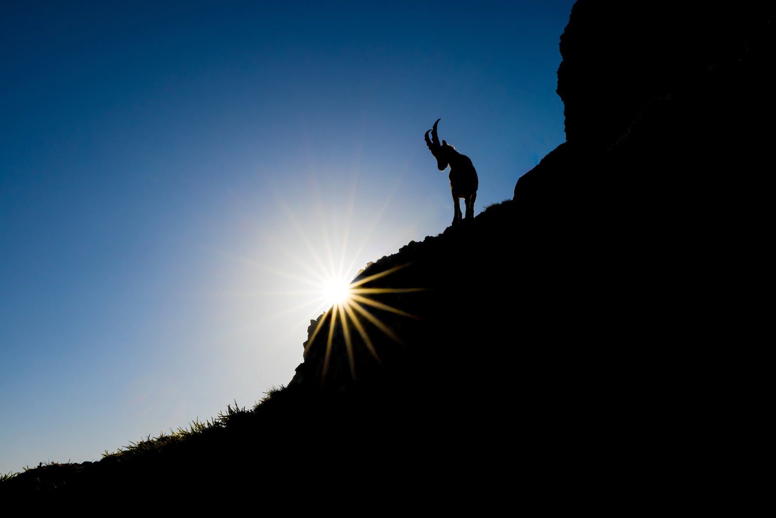 Alpine Ibex Slhouette