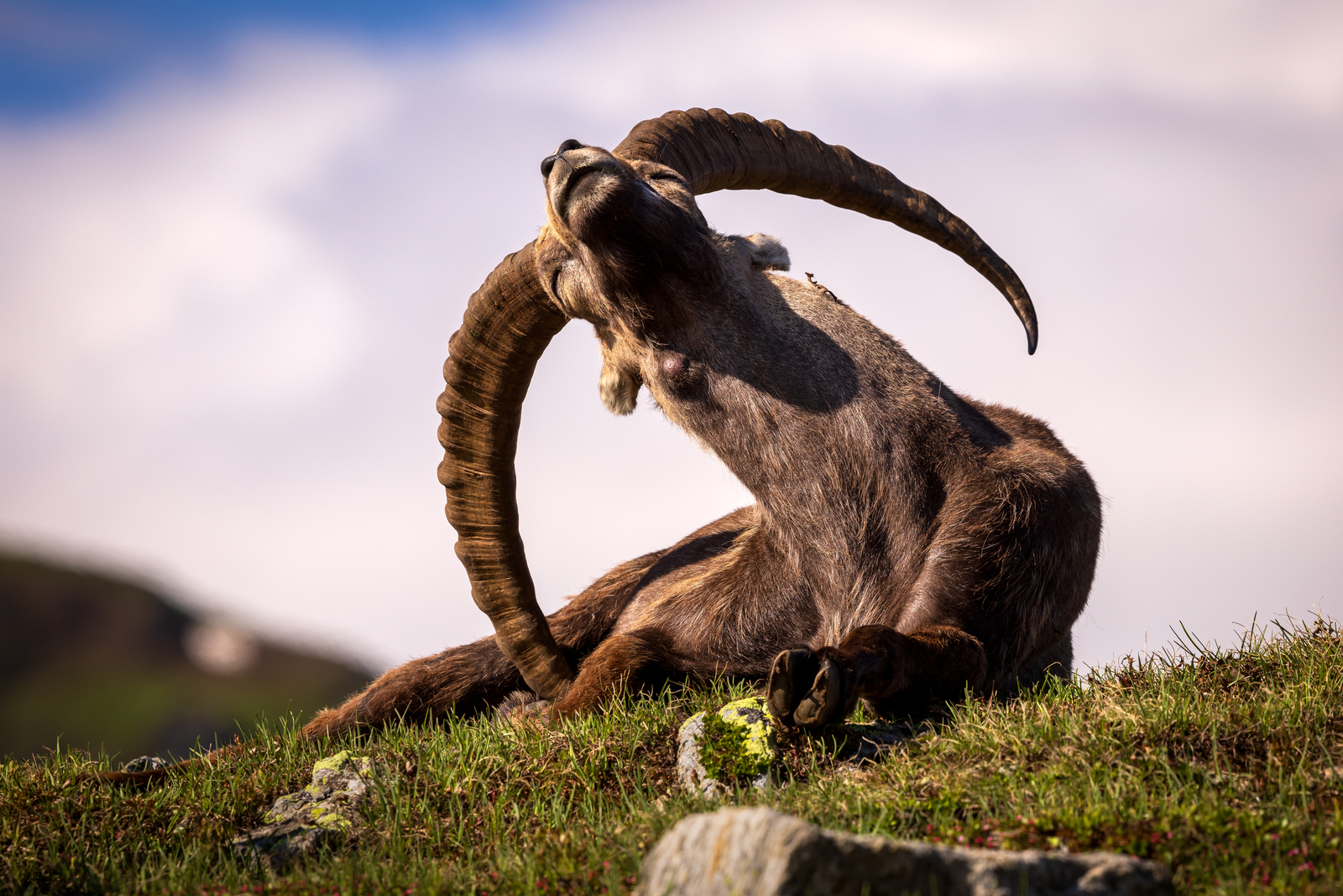 Itching Alpine Ibex