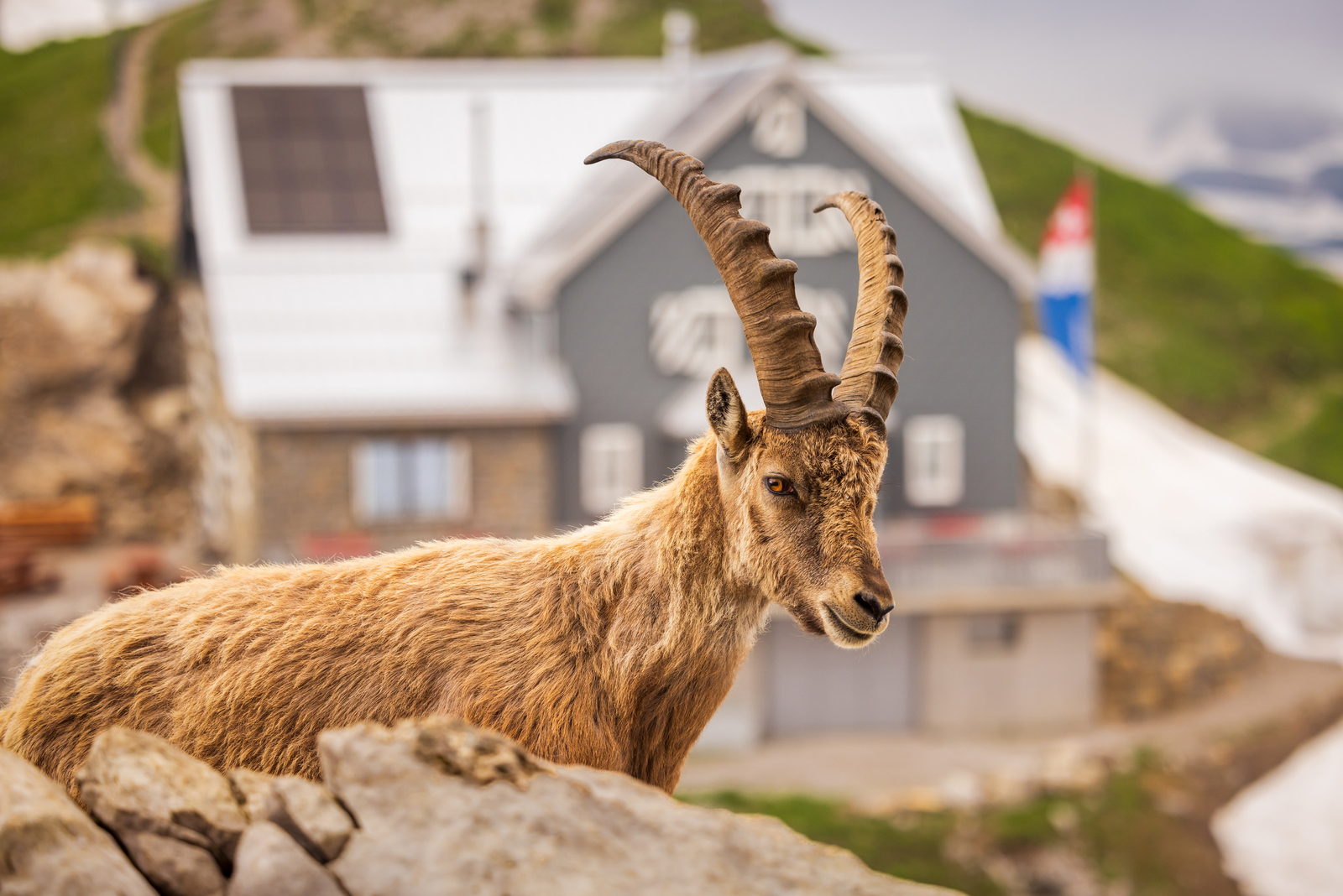 Alpine Ibex in front of a Hut