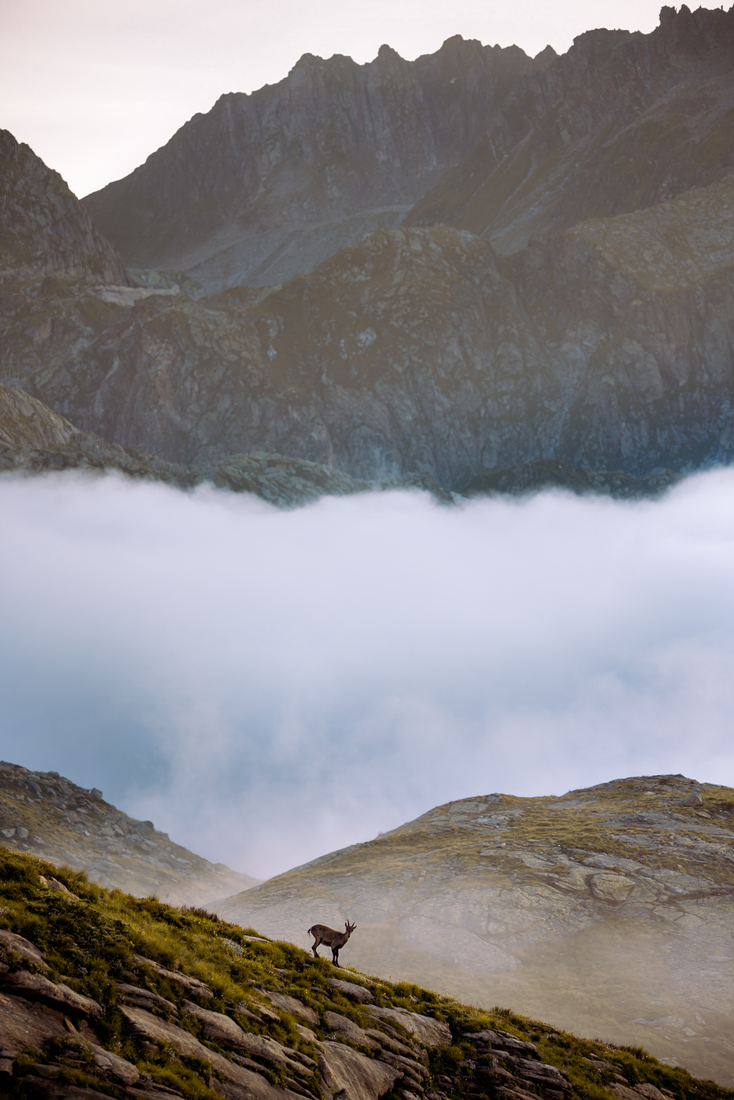 Alpine Ibex