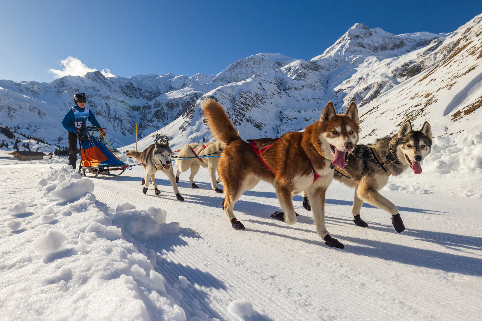 WSA Weltmeisterschaft Schlittenhunderennen 2024 in Sportgastein, Österreich