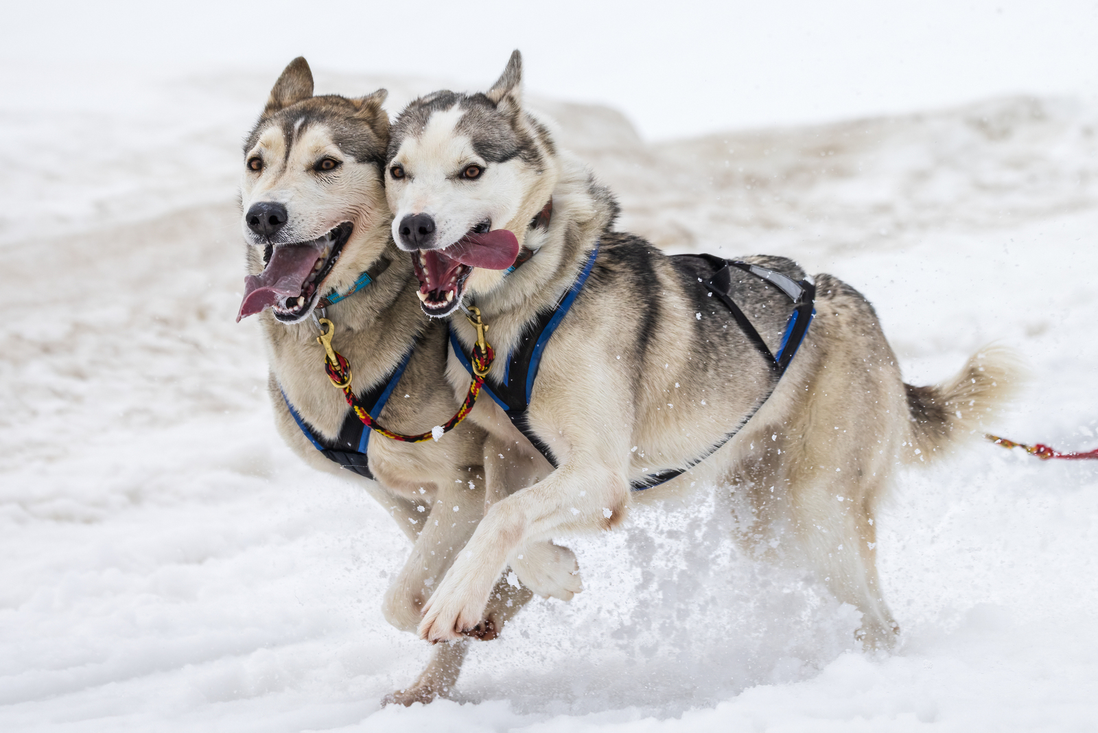 WSA Weltmeisterschaft Schlittenhunderennen 2024 in Sportgastein, Österreich 