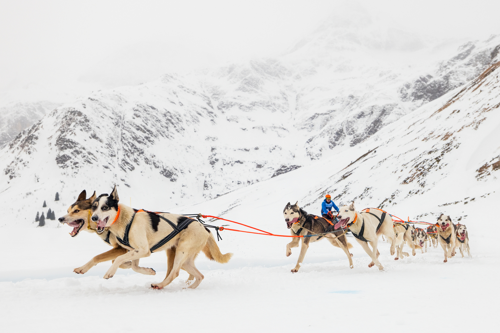 WSA Weltmeisterschaft Schlittenhunderennen 2024 in Sportgastein, Österreich