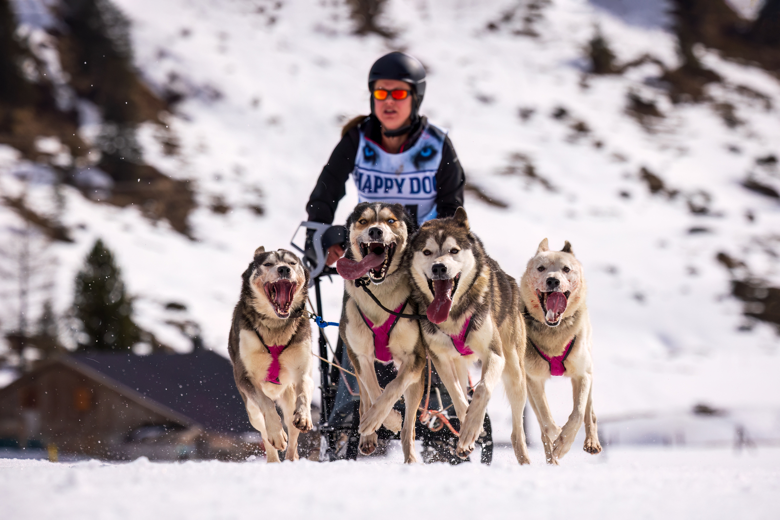 Schlittenhunderennen Sportgastein 2025 Tag 1