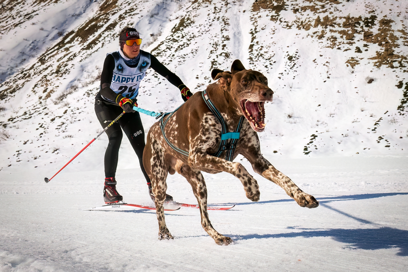 Schlittenhunderennen Sportgastein 2025 Tag 2