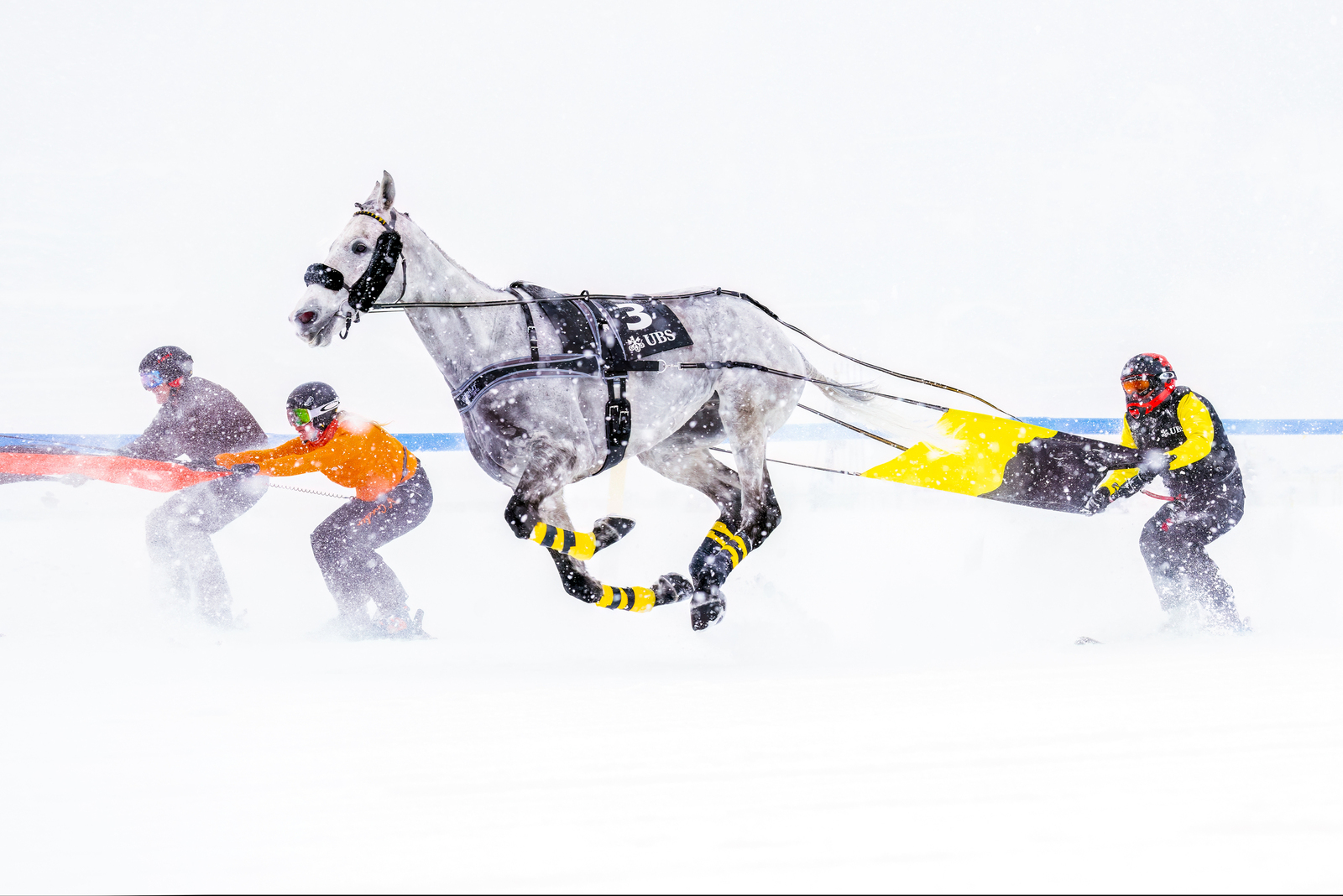 White Turf 2025 St. Moritz - Skikjöring