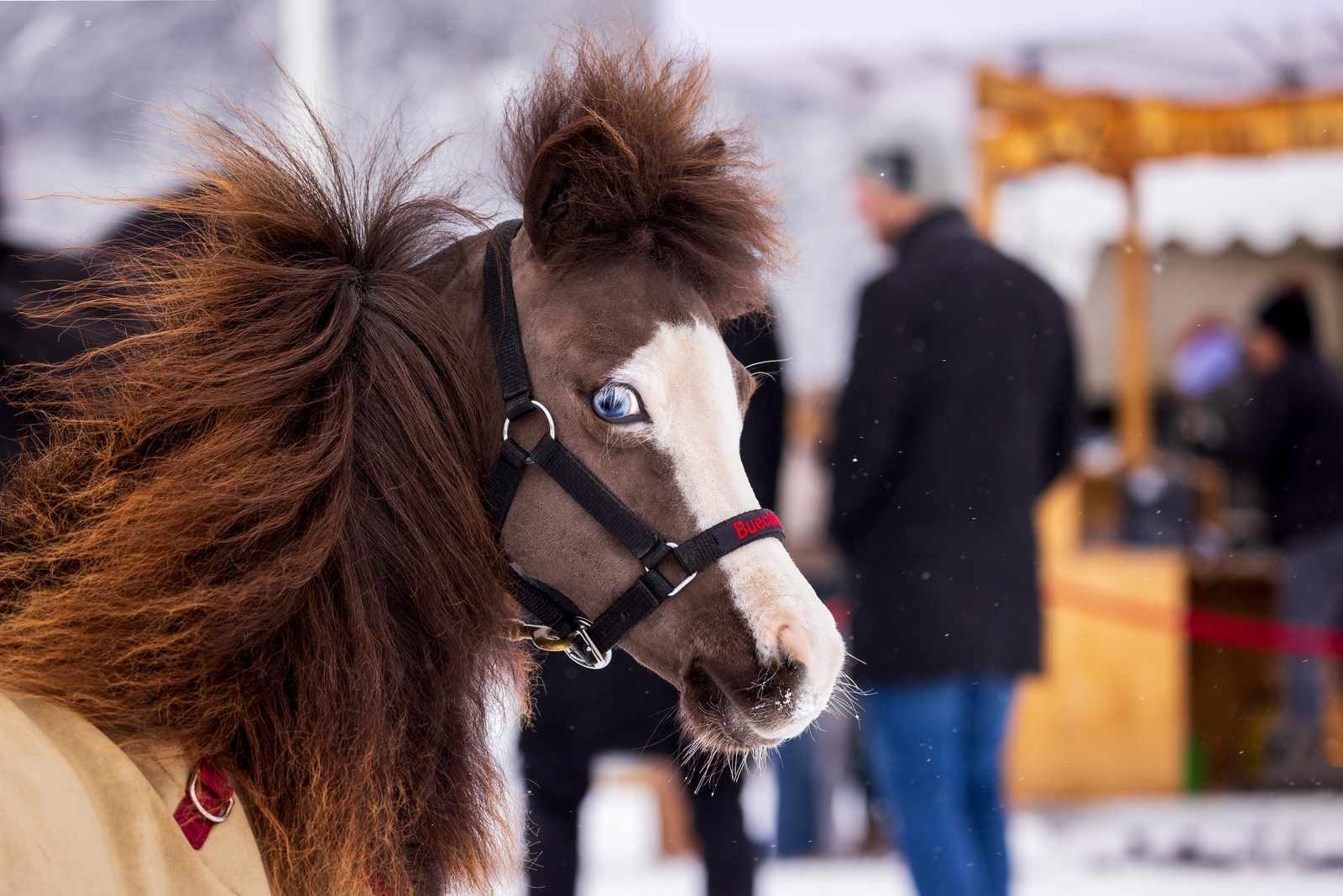 White Turf St. Moritz Family Day 