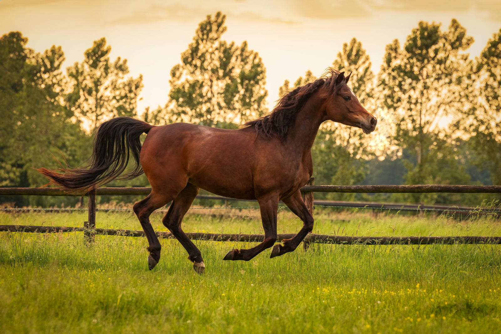 ASE Gabriella al Gazal - Arabian Stud Europe