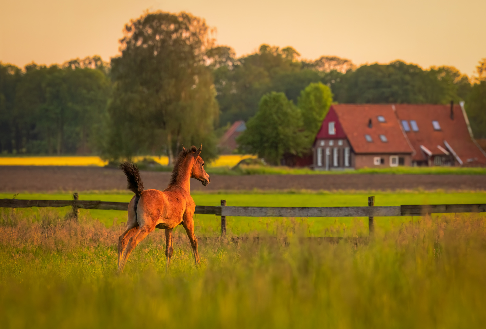 ASE Juiteyna (ASE Juilliard x ZT Ludjteyna) - Arabian Stud Europe
