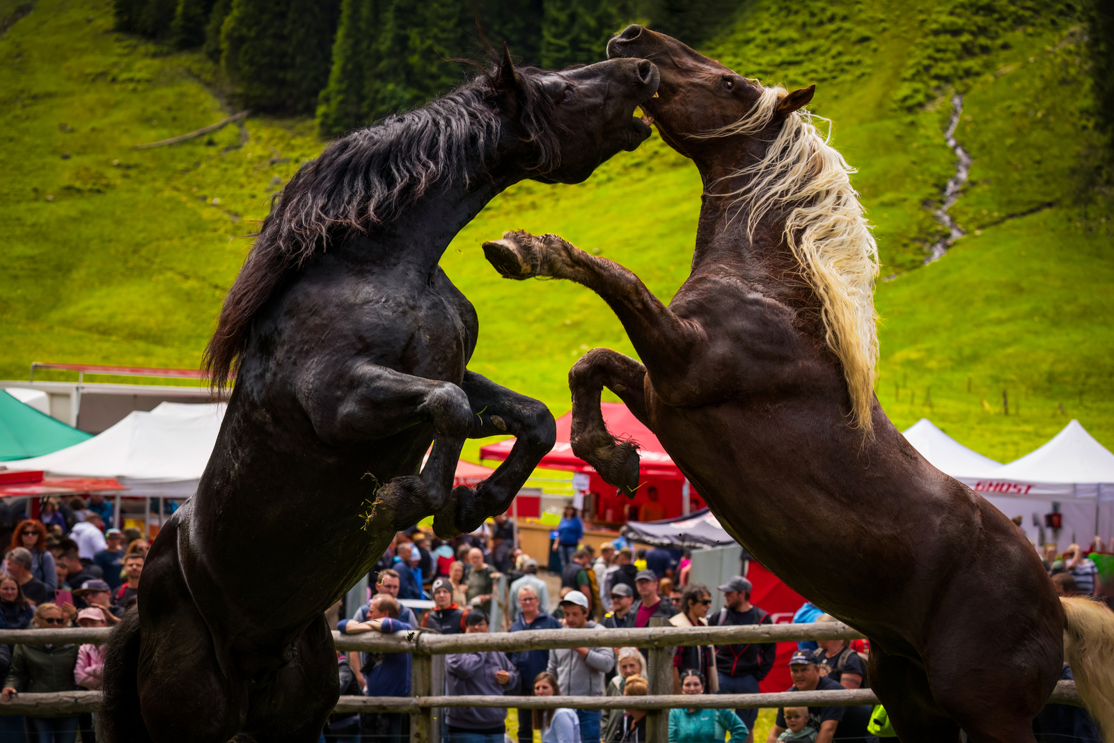 Hengstauftrieb Aschau (Kirchberg in Tirol) 2024 - Noriker Pferde