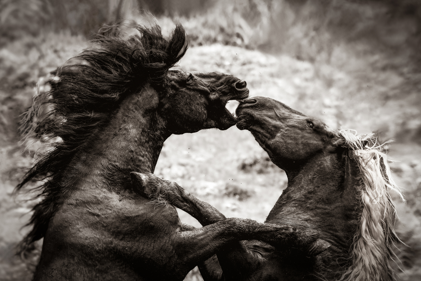 Hengstauftrieb Aschau (Kirchberg in Tirol) 2024 - Noriker Pferde