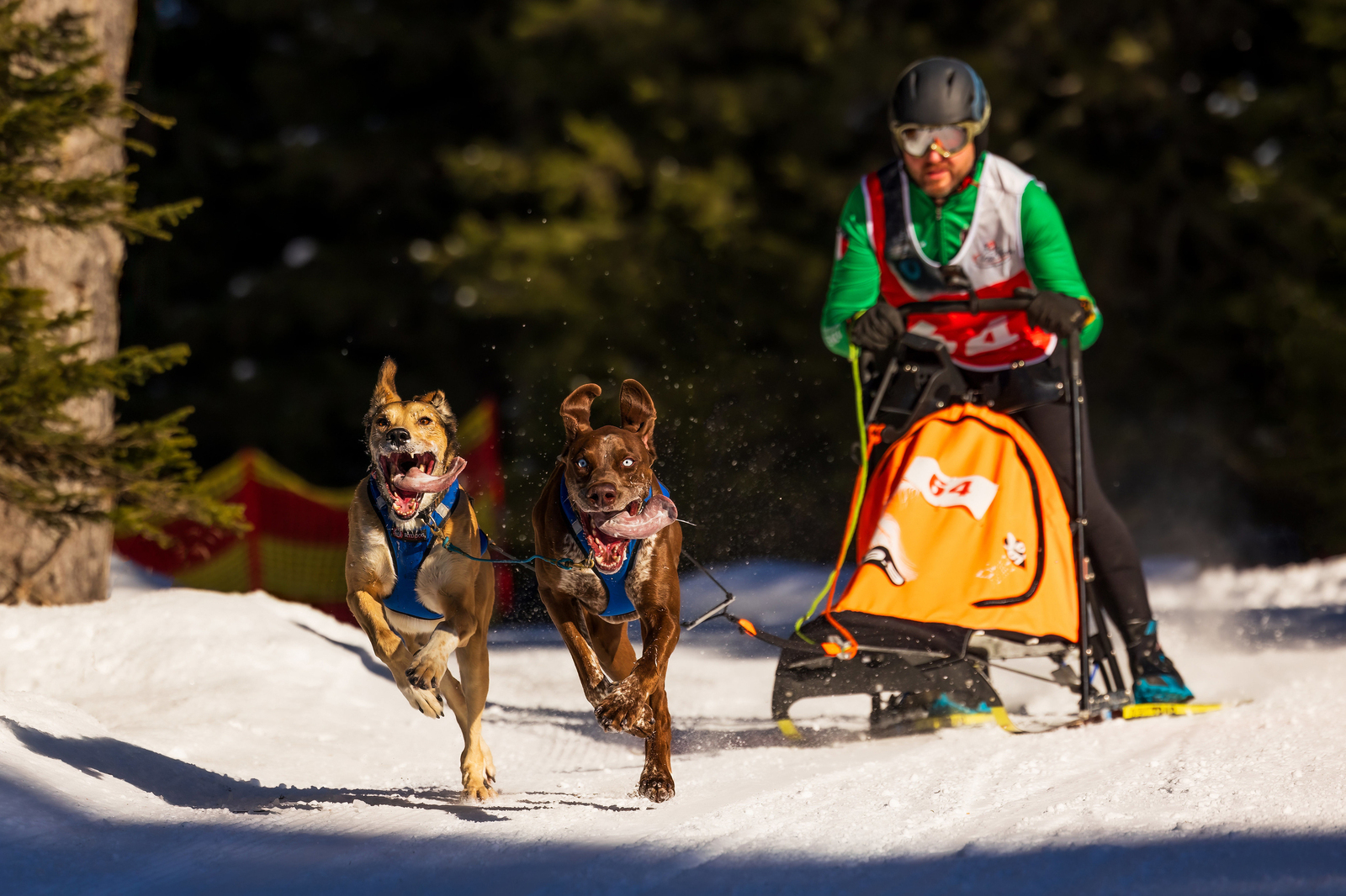 Internationales Schlittenhunderennen San Bernardino, Switzerland, 2024 Tag 1