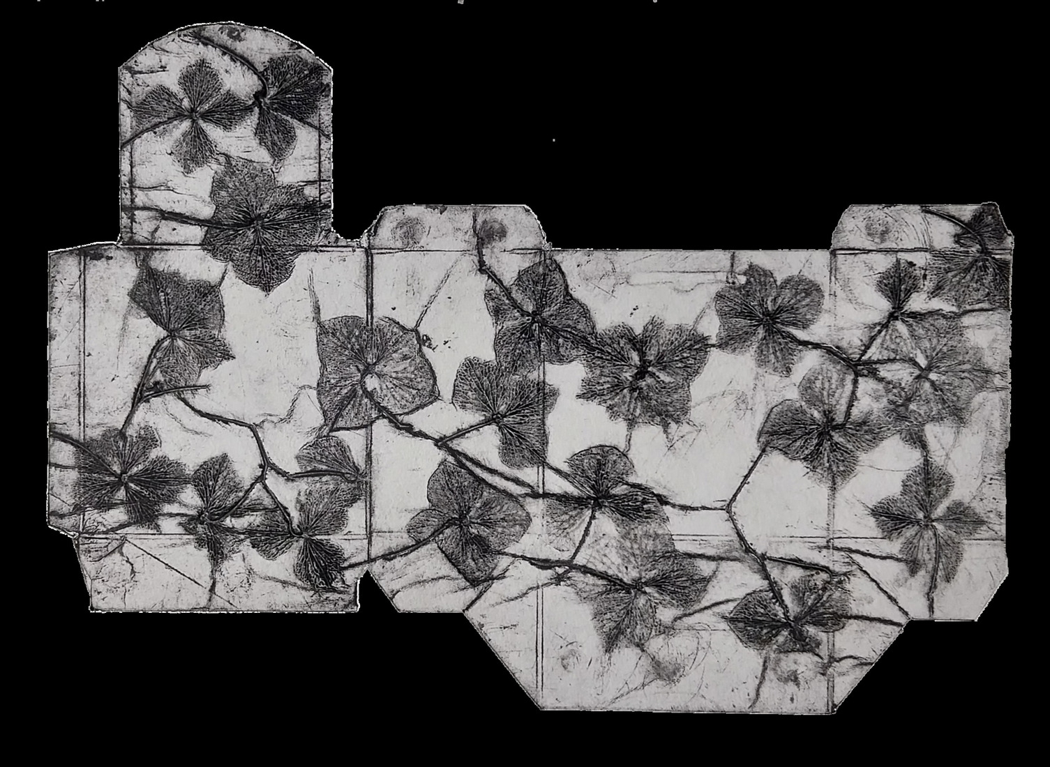 Hortensia - collagrafie