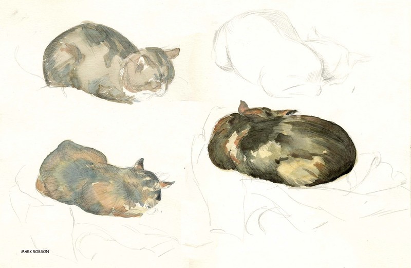 Studies van slapende kat