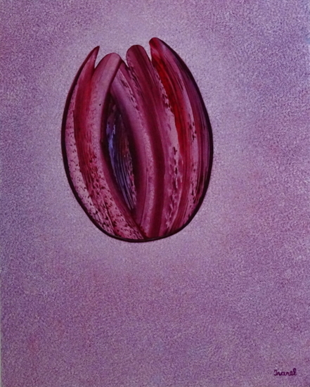 Roze paarse tulp
