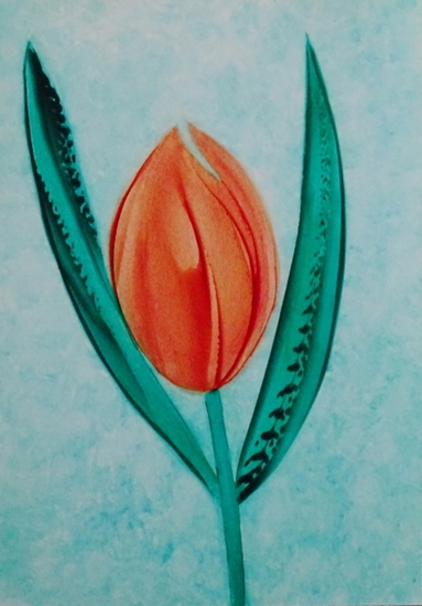Oranje tulp 4