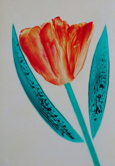 Oranje tulp 3