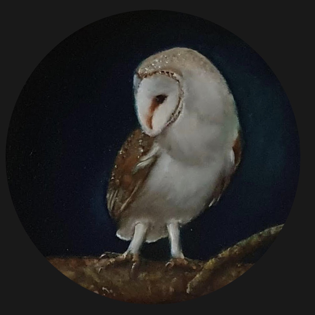 Kerkuil in de nacht