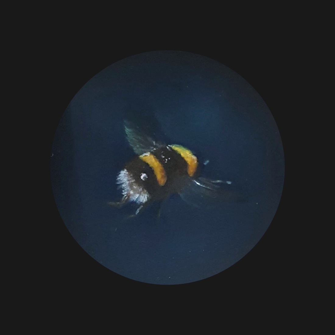 Hommel