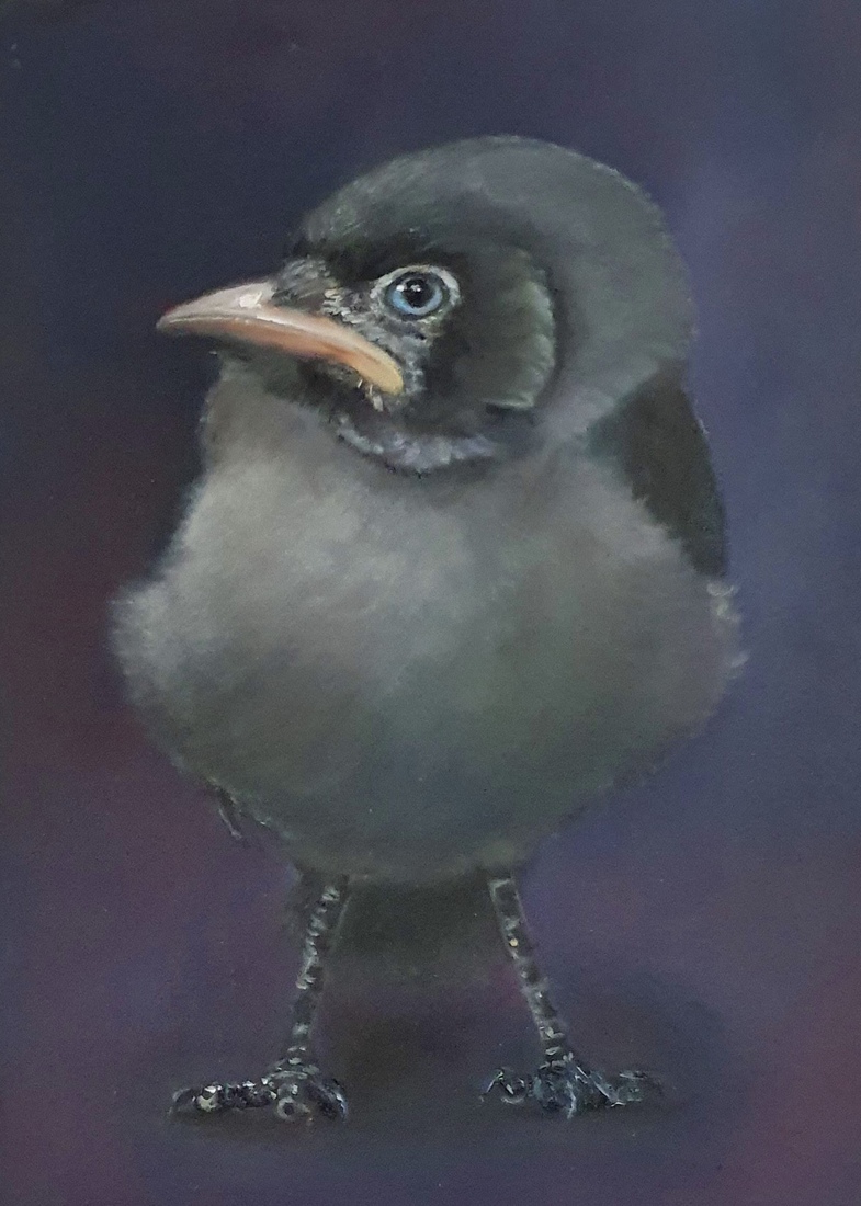 Jonge kauw