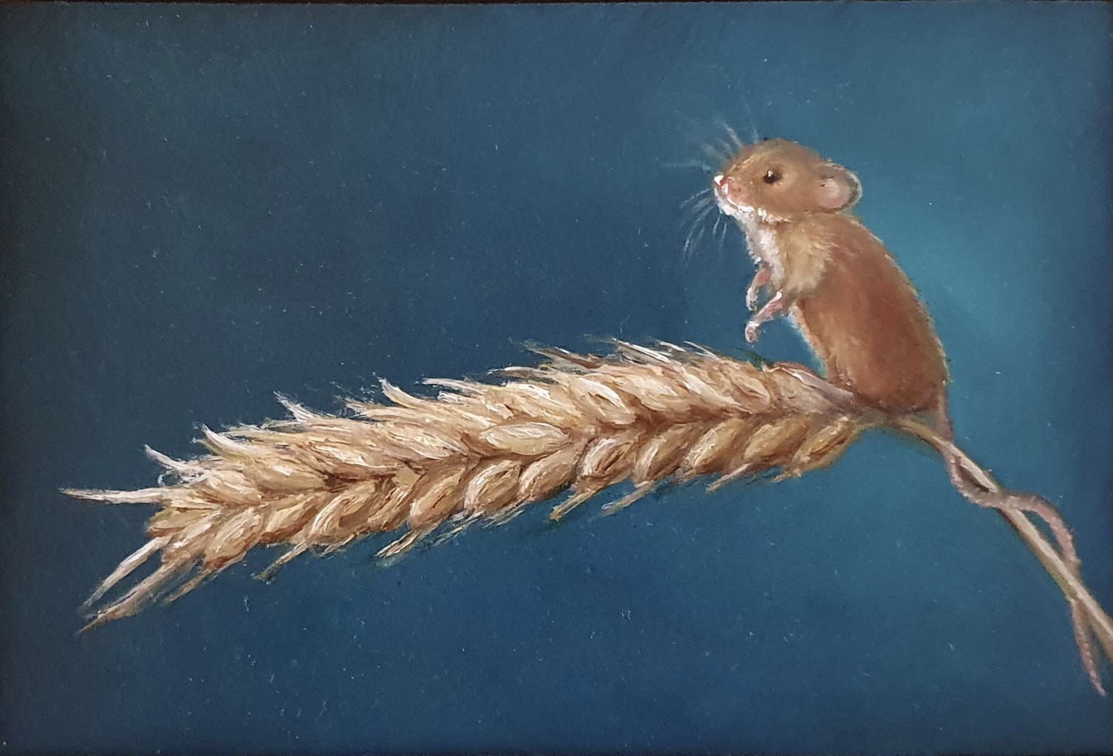 Coornmuis