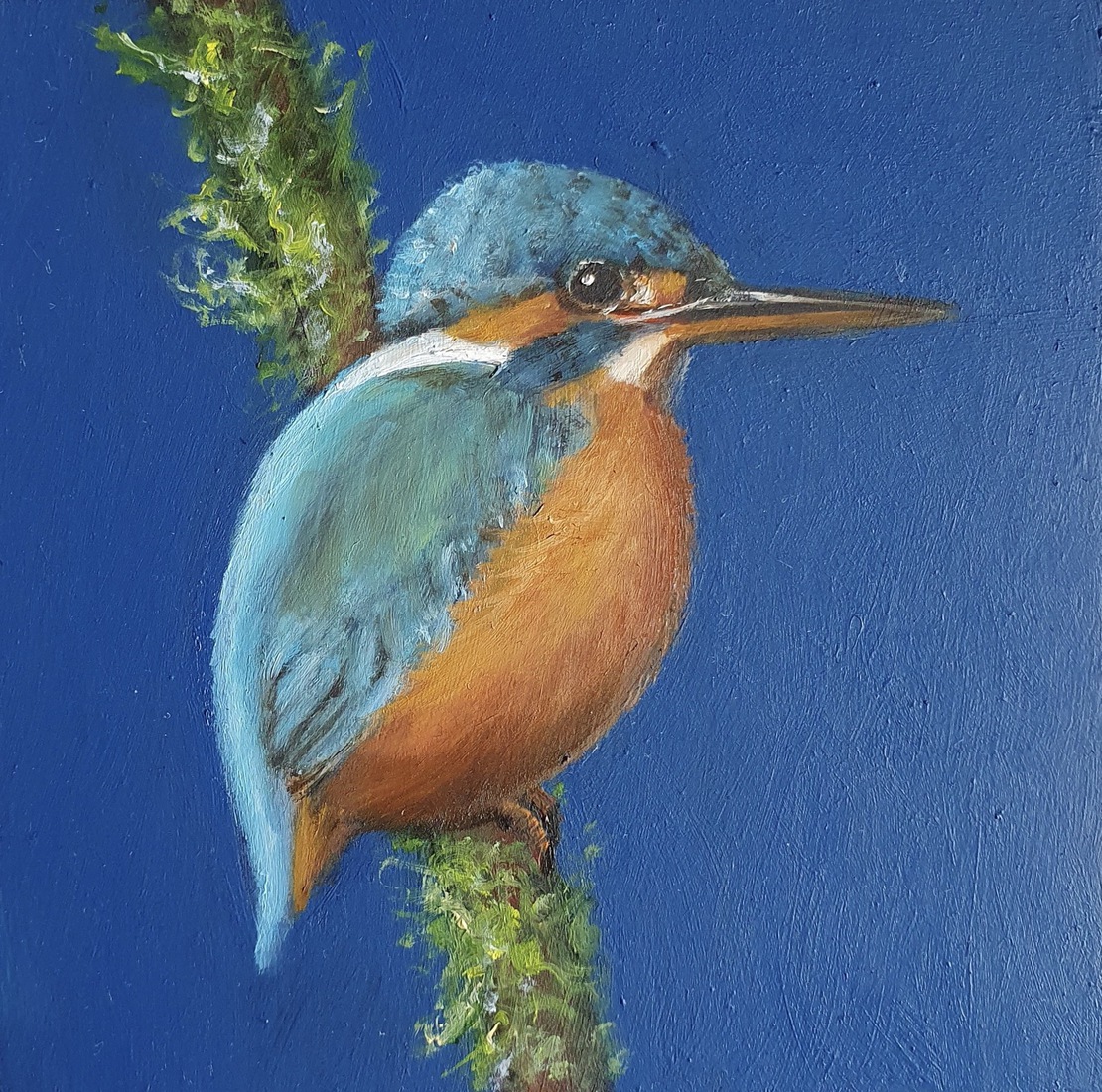IJsvogeltje
