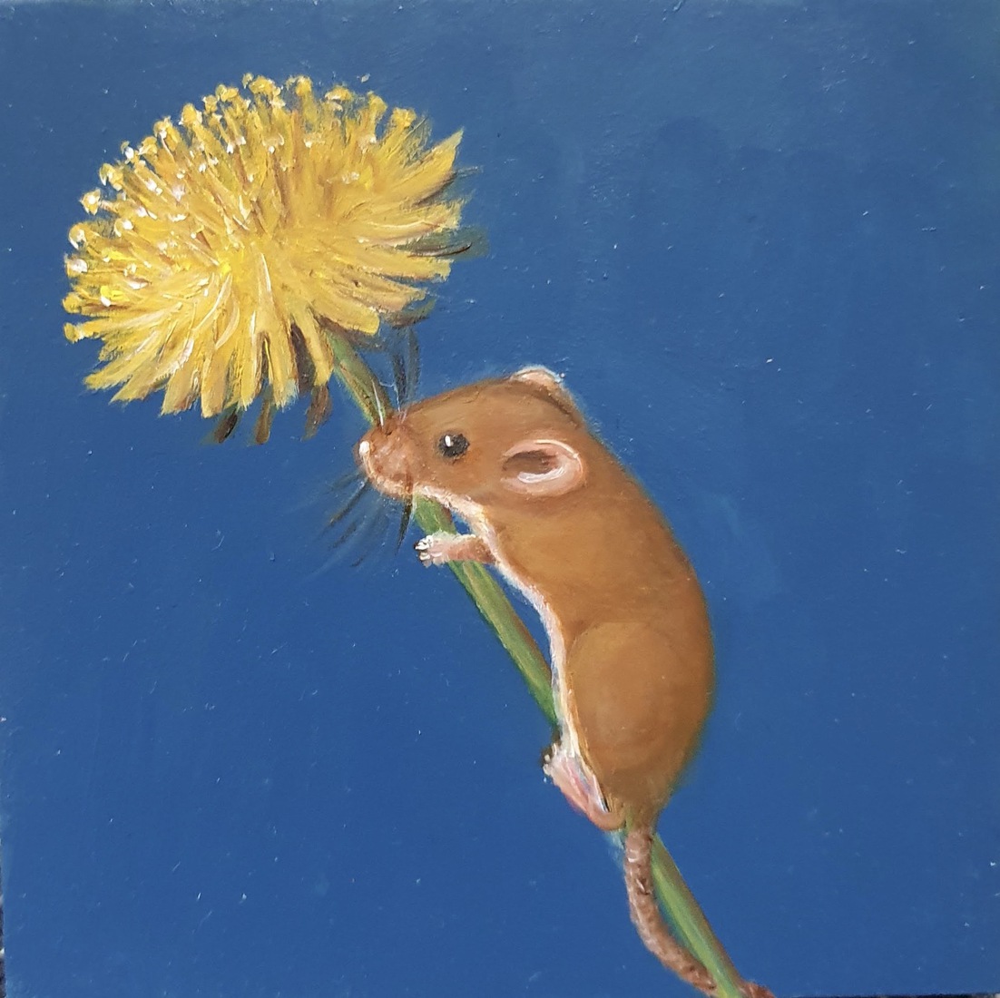 Muisje paardenbloem