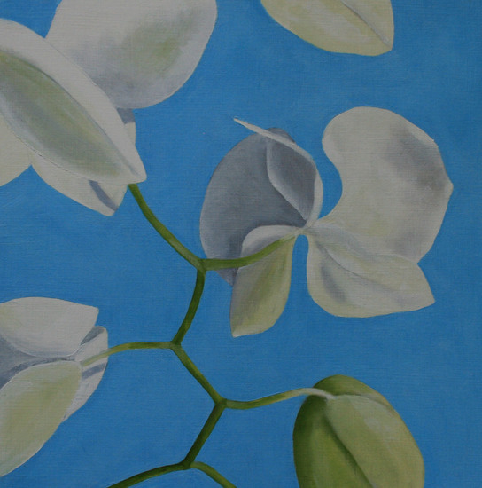 orchidee blauwe achtergrond