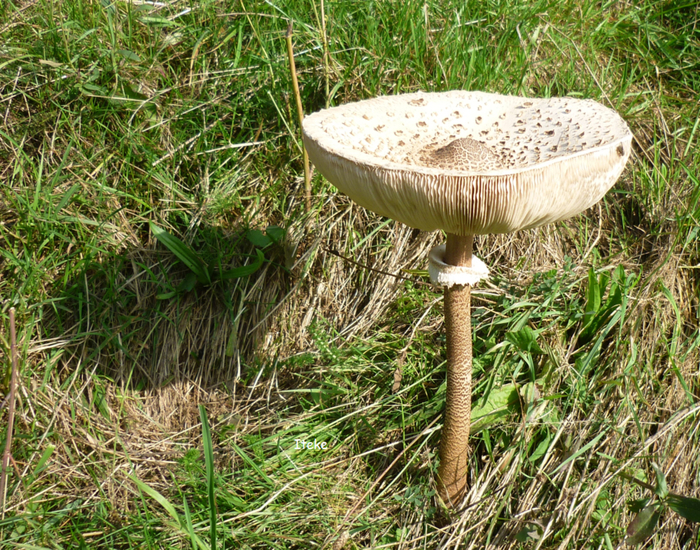 Een grote parasolzwam