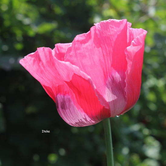 Roze Papaver 9