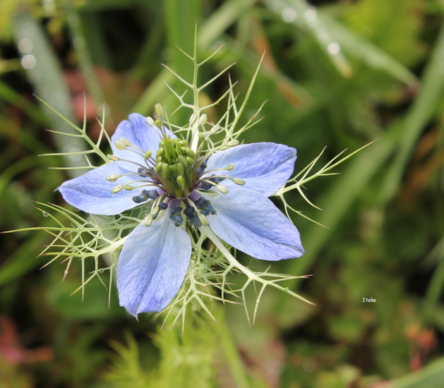 Juffertje in het groen
