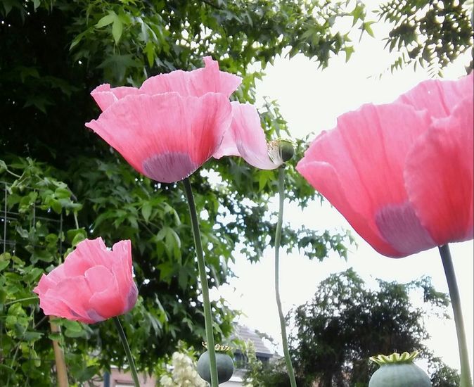 Roze Papavers 2
