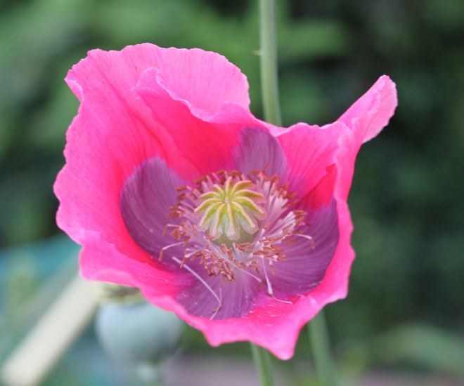 Roze Papaver 5