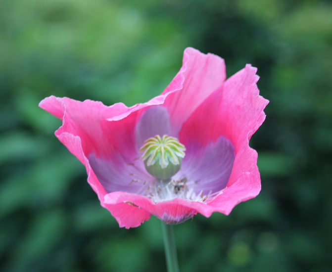Rose Papaver 8