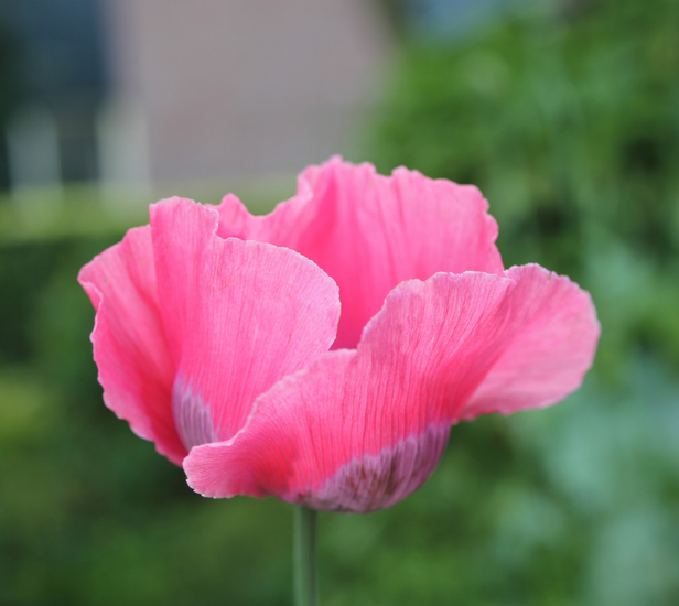 Roze Papaver 7