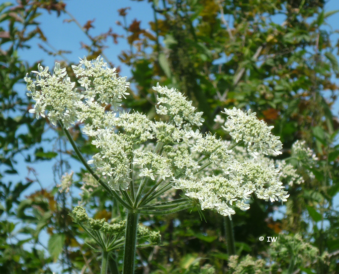 De kleine Berenklauw  5