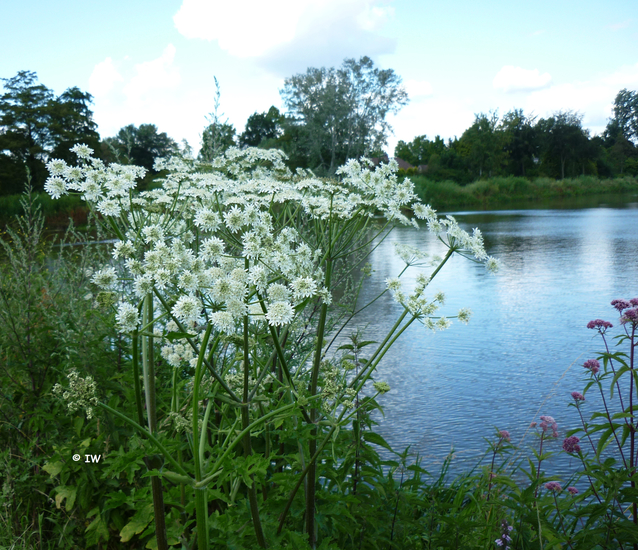 De kleine Berenklauw 4