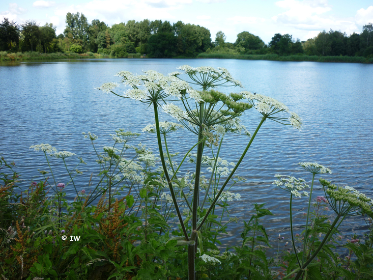 De kleine Berenklauw  1
