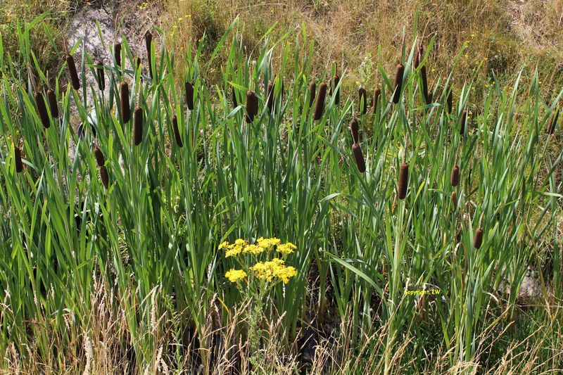 Typha latifolia