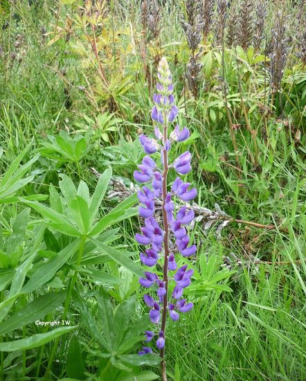 Lupinus