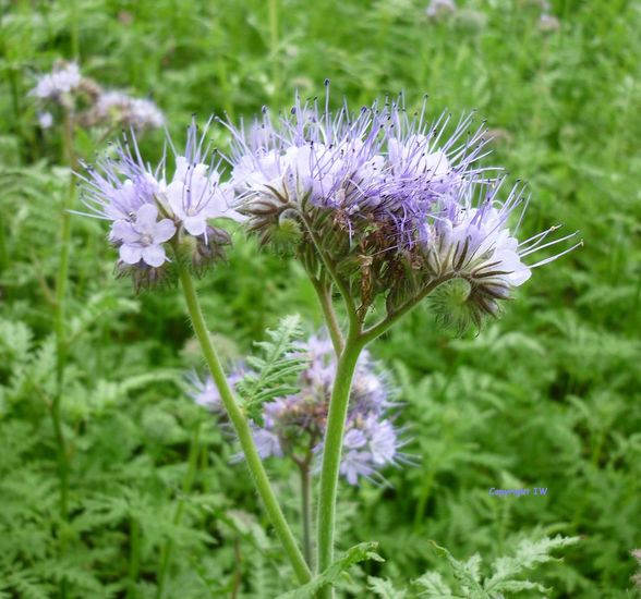 Phacelia
