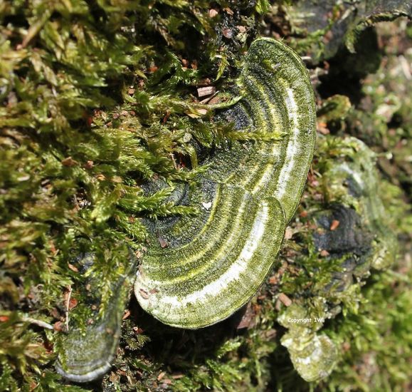 Trametes