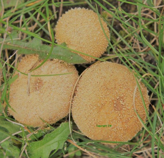 Stuifpaddenstoeltjes