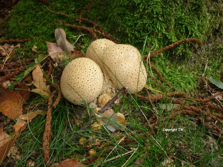 Gele aardappelbovist 1