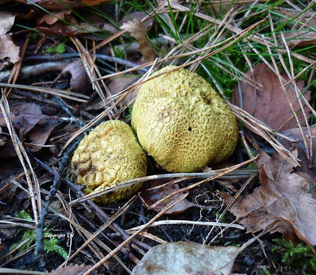 Gele aardappelbovisten