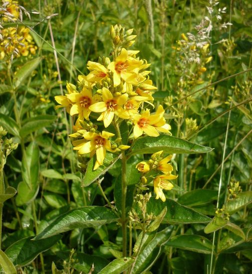 Lysimachia