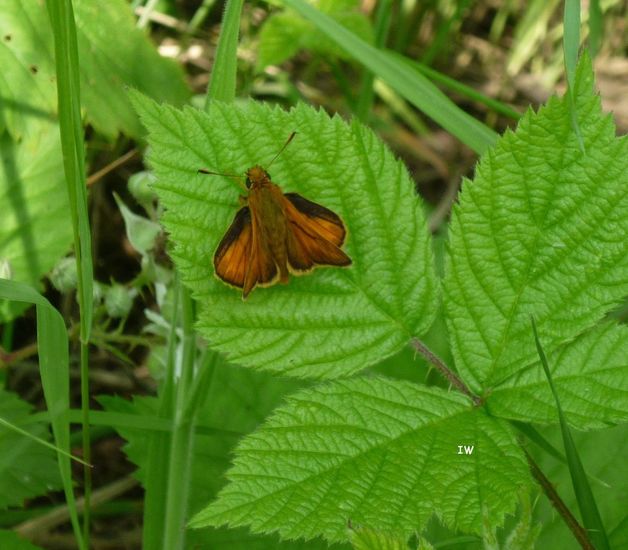 Zwart sprietdikkopje 