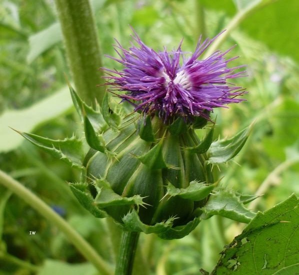 Carduus acanthoides